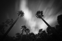 Untitled #2 | 2011