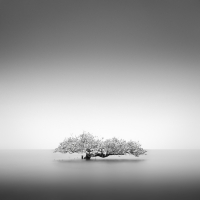 Sea Bonsai II | 2014