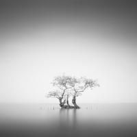 Sea Bonsai III | 2014