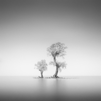 Sea Bonsai IV | 2014