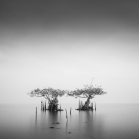 Sea Bonsai | 2013