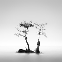 Spirit of The Trees | 2014